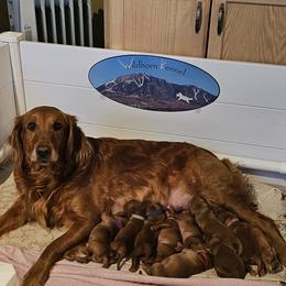 Golden Retriever puppies from Wildhorn Kennel