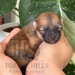 Nigel - Orange sable male Pomeranian puppy in Redlands, California from Torrey Hills Poms
