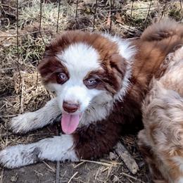Australian Shepherd Puppies from High Desert Aussies