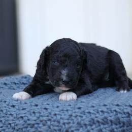 Grace - Black and white female Bernedoodle puppy in Yuba City, California from Ranch House Doodles