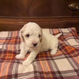 Nori - Parti female Goldendoodle puppy in Portage, Michigan from Country Lane Goldendoodles