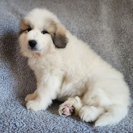 Liam - White and badger male Great Pyrenees puppy in Monmouth, Maine from Flewelling Great Pyrenees