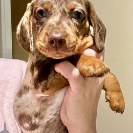 Dachshund Puppies from Gypsy Miniature Dachshunds