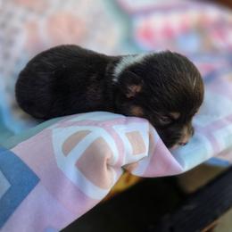 Anthony - Black and tan male Pembroke Welsh Corgi puppy in Houston, Missouri from Pistol Creek Puppies