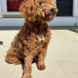 Carli - Goldendoodle