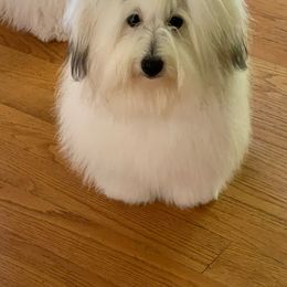Pepper - Coton de Tulear