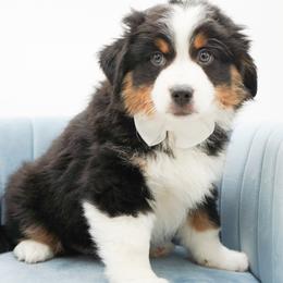 Mocha - Black tri male Miniature American Shepherd puppy in Elmwood Park, Illinois from Goldens&MiniAussiesWithFinesse