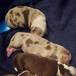 Girl 3 - Red tri-color female Australian Shepherd puppy in Russellville, Kentucky from Page Family Homestead