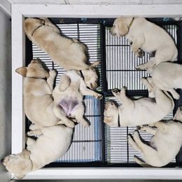 Labrador Retriever Puppies from Gabriel Ben-Yosef