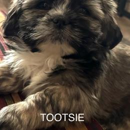Tootsie - Brindle female Lhasa Apso puppy in Waterford, Connecticut from Floofie Butts