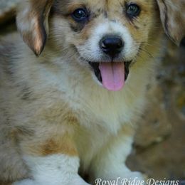 Pembroke Welsh Corgi Puppies from Royal Ridge Corgis