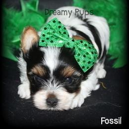 AKC Exquisite Fossil - Black tan and white male Biewer Terrier puppy in Kennesaw, Georgia from Dreamy Pups