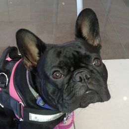 Gidgi - French Bulldog