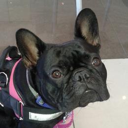 Gidgi - French Bulldog