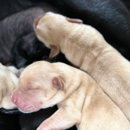 Boy 4 - Yellow male Labrador Retriever puppy in Zeeland, Michigan from Ace Labradors
