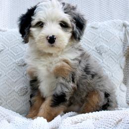 Willow-BLUE EYE - Blue merle female Bernedoodle puppy in Apple Creek, Ohio from Cuddle Paws