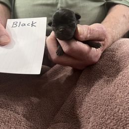 Tommy - Black male Pug puppy in Lexington, Alabama from Cook Grandy
