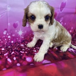 Cavalier King Charles Spaniel Puppies from Happily Ever After Cavaliers