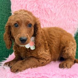Riley (Forest Green) - Red  female Goldendoodle puppy in Miami, Florida from Katy's Toy Poodles & Doodles