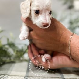 Dachshund Puppies from VOB Doxie