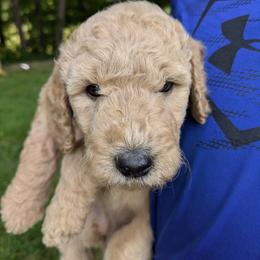 Lily - Cream female Goldendoodle puppy in Jackson, Michigan from Truth and Liberty Family Farm