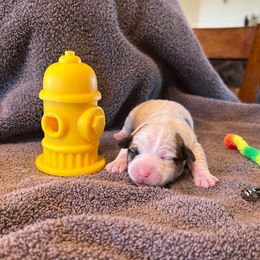 Girl 1 - Tri-color female Russell Terrier puppy in Jerome, Idaho from Jerome Russell Terriers