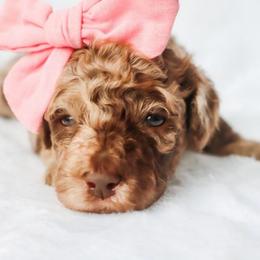 Honor - Merle female Goldendoodle puppy in Holly Springs, Georgia from Libby Lou’s Goldendoodles