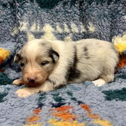 Raina - Blue merle female Australian Shepherd puppy in Sedalia, Missouri from Affinity Aussies
