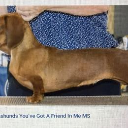 Slinky - Dachshund