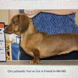 Slinky - Dachshund