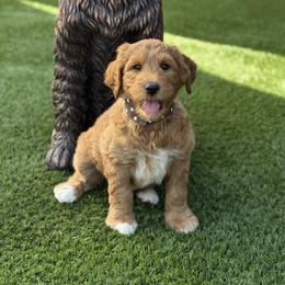 Miss Brown - Caramel female Australian Labradoodle puppy in Wake Forest, North Carolina from Lucky Country Labradoodles