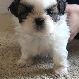 Shih Tzu Puppies from Willow Lane Shih Tzus