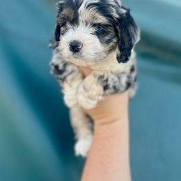 Cherokee - Merle male Cockapoo puppy in Clinton, Tennessee from High Hopes Hounds
