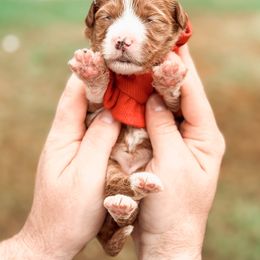 Bernedoodle and Goldendoodle Puppies from Supreme Doodles of Texas