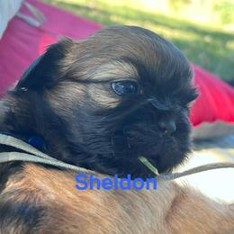 Sheldon - Black and tan male Shih Tzu puppy in Bloomfield, Indiana from Meihem Pups