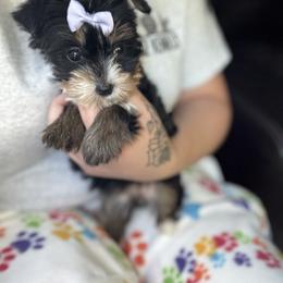 Yorkshire Terrier Puppies from Kruz Kennels