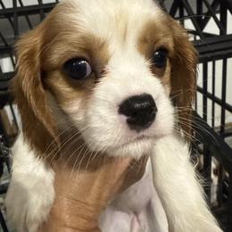Boy 1 - Blenheim male Cavalier King Charles Spaniel puppy in Jacksonville, Florida from Lori Van Doorn's Cavalier King Charles Spaniel