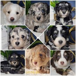 Aussiedoodle, Bernedoodle, and Goldendoodle Puppies from Johnson's Doodles