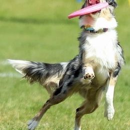 Australian Shepherds from Versatilis Performance Australian Shepherds