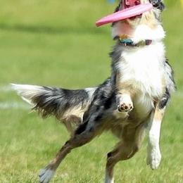 Australian Shepherds from Versatilis Performance Australian Shepherds