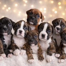 Boxer puppies from JM Legacy Boxers