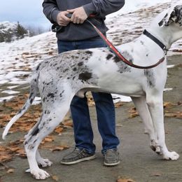Kieran - Great Dane