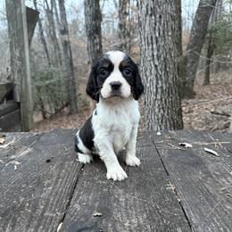 Remi - Black white and tan female English Springer Spaniel puppy in Comer, Georgia from Stratton Spaniels