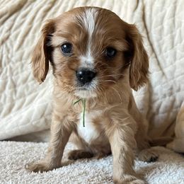 Blitzen (Green Collar) - Cavalier King Charles Spaniel puppy from Cumberland Cavaliers