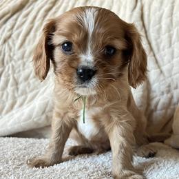 Blitzen (Green Collar) - Cavalier King Charles Spaniel puppy from Cumberland Cavaliers