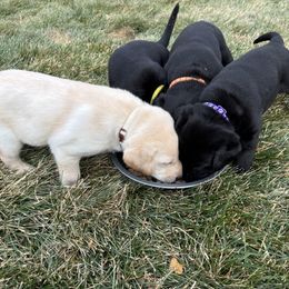 Labrador Retriever Puppies from Front Range Labradors LLC