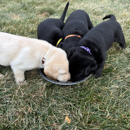 Labrador Retriever Puppies from Front Range Labradors LLC