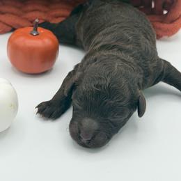 Snickers - Brown male Poodle puppy in Southampton, New Jersey from Lavishly Loved Pets LLC
