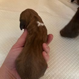 Male 4 - Mahogany and white male Basset Hound puppy in Lindley, New York from Hill Top Basset Hounds & Cane Corso