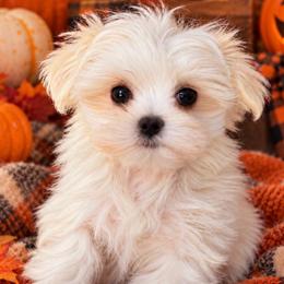 Girl 1 - White female Maltese puppy in Charlotte, North Carolina from Toy Poodle and Maltese Perfection